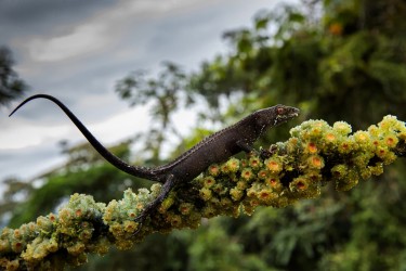 AO7I1556 Somber stream Lizard Sumaco Reserve Ecuador