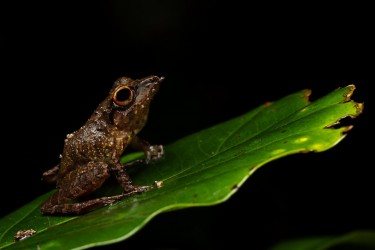 AO7I1723 Metallic robbe Tree frog Amazon Yasuni Ecuador