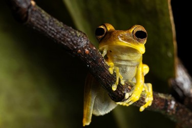 AO7I1748 Sarayaca Tree frog Amazon Yasuni Ecuador