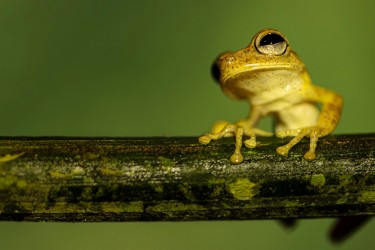 AO7I2296 Gunter banded Tree frog Amazon Yasuni Ecuador