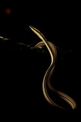 AO7I2411 Stripe Vine Snake Amazon Yasuni Ecuador