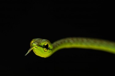 AO7I0364 Green Vine Snake Choco Ecuador