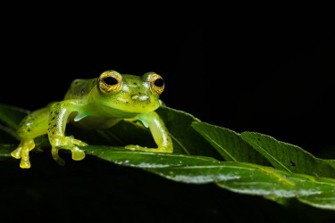 AO7I8827 Emerald Glas frog Mindo Ecuador