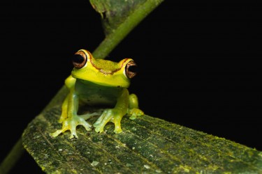 AO7I9091 Rain frog Choco Ecuador