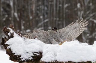 Poland Wildlife in Winter