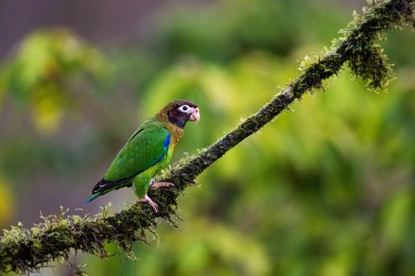 996A4154 Brown hooded Parrot Costa Rica