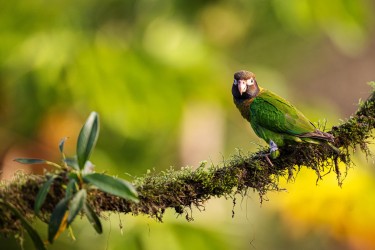 996A4216 Brown hooded Parrot Costa Rica