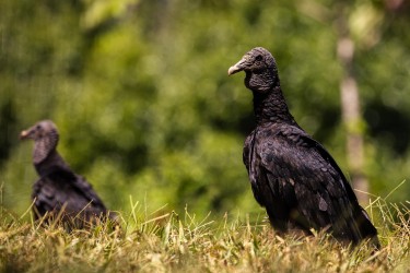 996A4411 Black Vulture Costa Rica