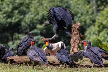 996A4459 Black Vulture  King Vulture Costa Rica