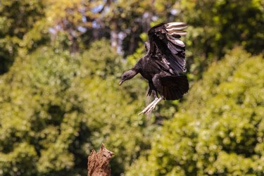 996A4491 Black Vulture Costa Rica