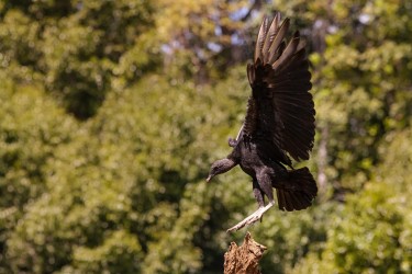 996A4492 Black Vulture Costa Rica