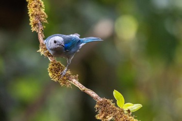 996A5243 Blue gray Tanager Costa Rica
