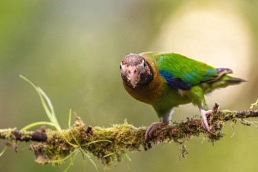 996A5422 Brown hooded Parrot Costa Rica