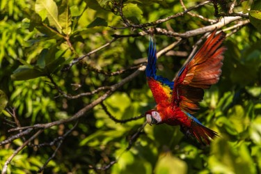996A5736 Scarlet Macaw Osa Cocovado Costa Rica