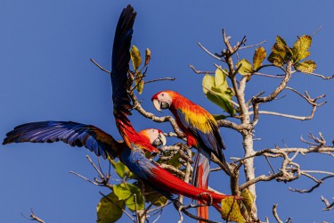 996A5790 Scarlet Macaw Osa Cocovado Costa Rica