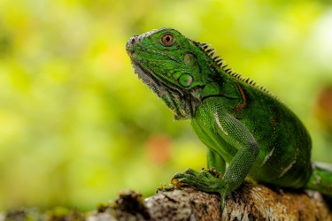 AO7I0335 Green Iguana Sarapiqui Costa Rica