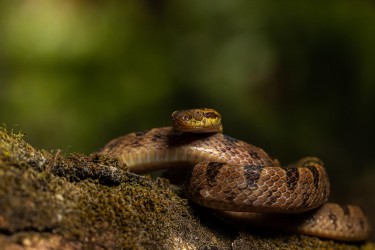 AO7I3486 Spotted Cat Eye Snake Carara Costa Rica