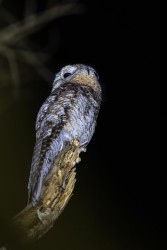 996A8509 Greater Potoo Llanos Colombia