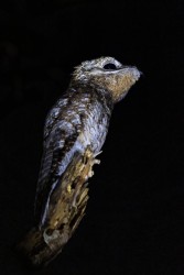 996A8516 Greater Potoo Llanos Colombia