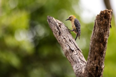 996A8904 Woodpecker Los Llanos Colombia