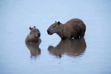 996A9179 Capybara Llanos Colombia