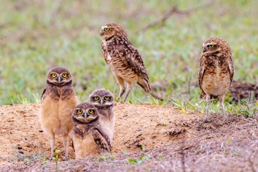 996A9298 2 Burrowing Owl Llanos Colombia