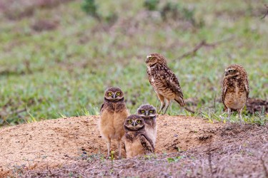 996A9298 Burrowing Owl Llanos Colombia