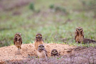 996A9308 Burrowing Owl Llanos Colombia