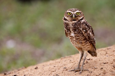 996A9319 Burrowing Owl Llanos Colombia