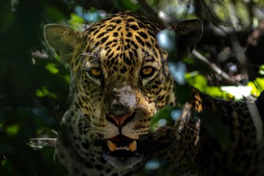 996A1463 Jaguar PJ Pantanal Brazil