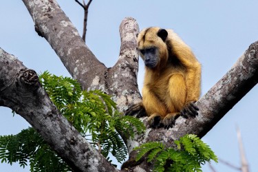 996A1893 Black Howler Monkey PJ Pantanal Brazil