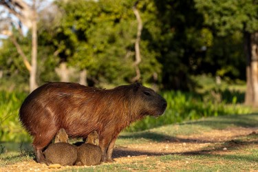 996A8304 Capybara PV Pantanal Brasi
