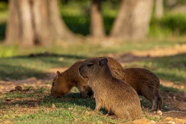 996A8308 Capybara PV Pantanal Brasi