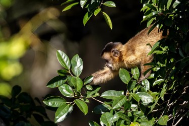 996A8670 Brown Capuchin M Pantanal Brasi