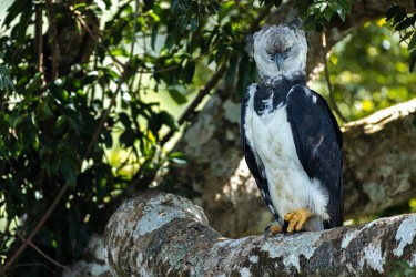 996A0906 Harpy Eagle Amazon Brazil