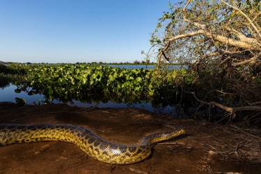 996A2316 Eunectes notaeus Pantanal Brazil