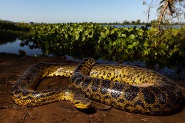 996A2327 Eunectes notaeus Pantanal Brazil