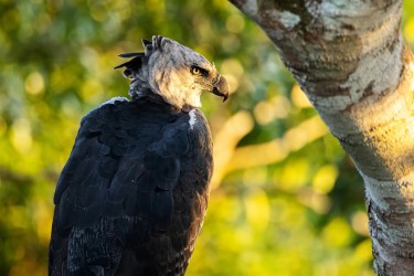 BS2A0308 Harpy Eagle Amazon Brazil