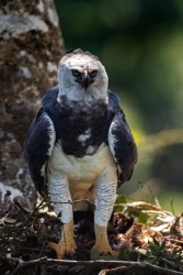 BS2A0466 Harpy Eagle Amazon Brazil
