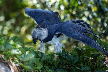 BS2A0744 Harpy Eagle Amazon Brazil