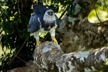 BS2A0835 Harpy Eagle Amazon Brazil