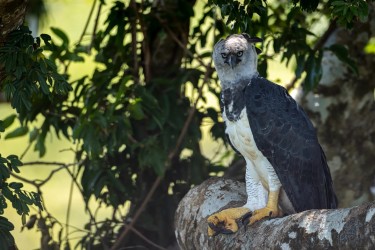 BS2A0843 Harpy Eagle Amazon Brazil