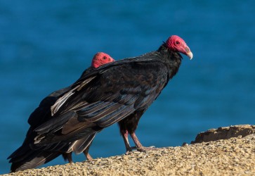 7P8A7017 Vulture Penisula Paracas Peru
