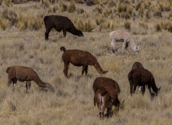 7P8A8445 Alpaca Parque Nacional Salinas Aguada Blanca South Peru