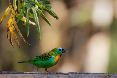 996A2149 Mata Atlantica Brassy breasted Tanager