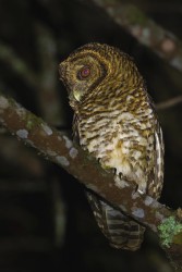 996A2249 Mata Atlantica Rusty barred Owl