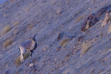 996A0156 Blue Sheeps Rumbak Valley Ladakh India