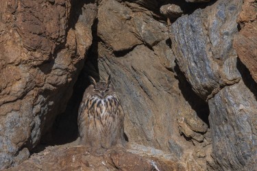 996A1154 Eagle Owl Hanle Ladakh India