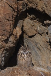 996A1164 Eagle Owl Hanle Ladakh India