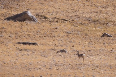 996A1175 Tibetan Gazelle Hanle Ladakh India